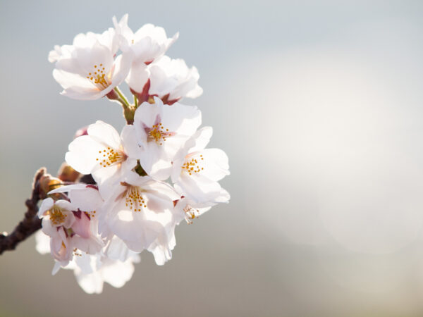 【3月イベントのお知らせ】春のお彼岸&ホワイトデー